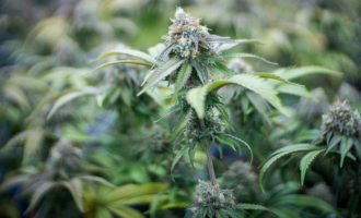 New York legalizon marihuanën