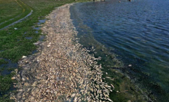 Mister pse mijëra peshq kanë ngordhur në liqenin libanez