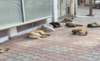 Regjistrimi i qenve me pronarë – zgjidhje për të ndaluar shumimin e qenve endacakë