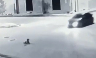 Turqi: Shoferi aksidenton me dashje qenin (Pamje)