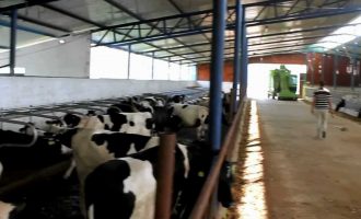 Përfshihet nga zjarri stalla e lopëve në Prizren, digjen 11 krerë lopë