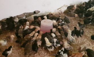 Digjen tetë mijë zogj në një fermë në Prizren