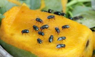 Disa mënyra për të larguar mizat  nga frutat