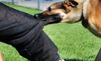 Malishevë: Vrau qenin pasi ia kafshoi djalin