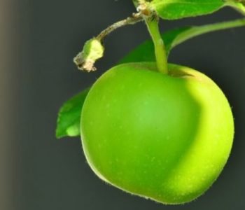 Pse duhet t’i hani mollët jeshile me lëkurë?