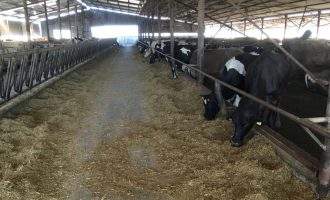 Deçanasi gjendet i vdekur në stallën e bagëtive