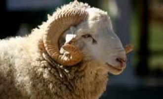 Therja e kurbanit solidarizim apo shkelje e të drejtave të kafshëve?