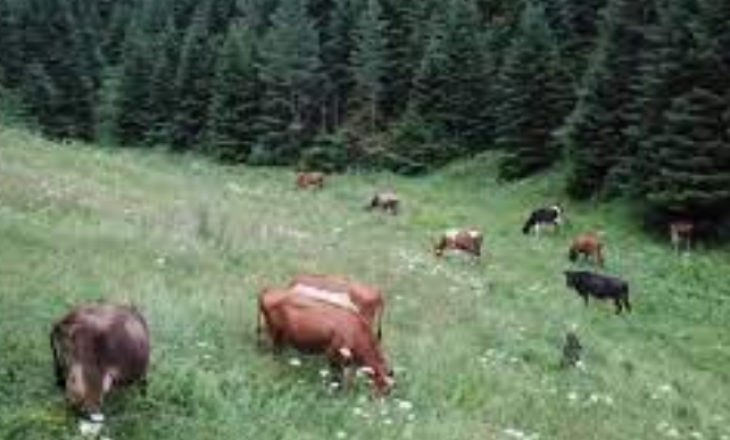 17 lopë të kontrabanduara nga Serbia, kapet një person në bjeshkën e Istogut