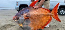 Peshk i rrallë ngjyra-ngjyra zbulohet në një plazh në Oregon