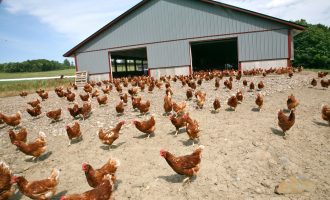 Gripi i shpezëve për herë të parë në Kosovë, asgjësohen rreth 40 ferma