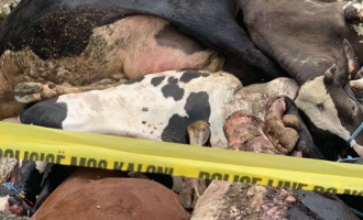 16 gjedhe asgjësohen në Rahovec, flet AUV