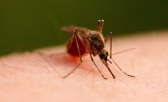 “Në Kosovë nuk ka virus të Nilit Perëndimor”