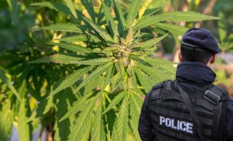 Arrestohen dy persona në Obiliq, kultivonin drogë në shtëpi