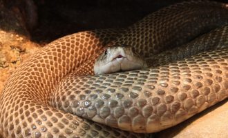 Dënohet me burgim të përjetshëm pasi vrau gruan e tij duke i lëshuar gjarprin Kobra