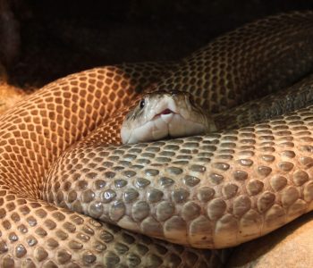 Dënohet me burgim të përjetshëm pasi vrau gruan e tij duke i lëshuar gjarprin Kobra