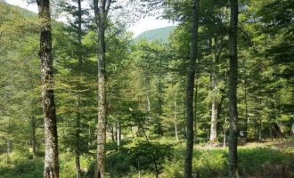 Vdes një punëtor në Rugovë, dyshohet se i kishte rënë lisi në kokë