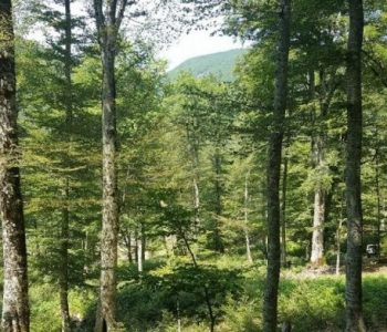 Vdes një punëtor në Rugovë, dyshohet se i kishte rënë lisi në kokë