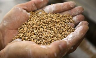 Lufta në Ukrainë “katastrofike për ushqimin global”