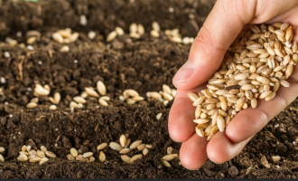 Qeveria thotë se është rritur sipërfaqja e të mbjellave, bujqit e mohojnë